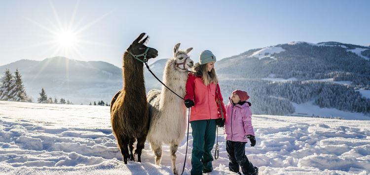 Llama trekking at the Wilder Kaiser in Winter