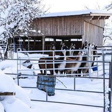 Llama trekking at the Wilder Kaiser in Winter