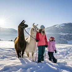 Llama trekking at the Wilder Kaiser in Winter