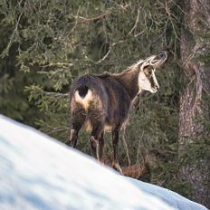 MÄRZplus Wanderung Gams schaun