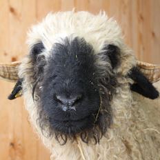 Vom Schaf zum Pullover