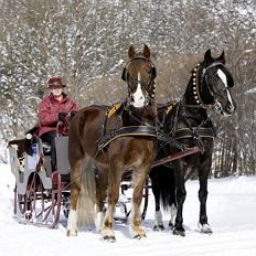 Winter horse-drawn carriage ride