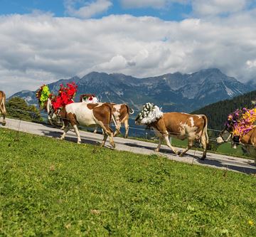 Almabtrieb in Söll am Wilden Kaiser