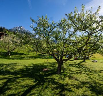 Hinterwaldhof-Obstbäume