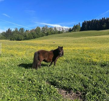 Hinterwaldhof-Pony