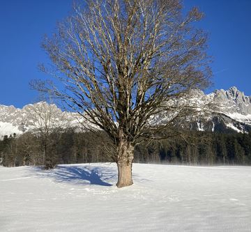 Winterwandern in Going am Wilden Kaiser