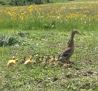 Entenfamilie auf der Nachbarwiese