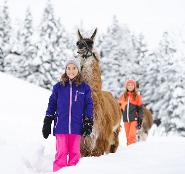 Llama trekking