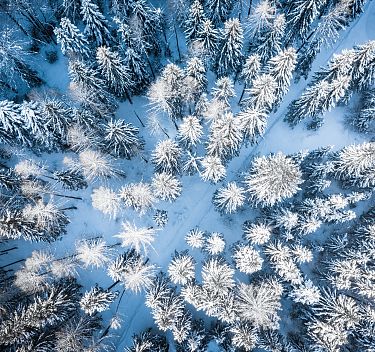 Winter Waldbaden