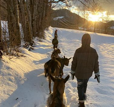 Winterwanderung mit Ziegen