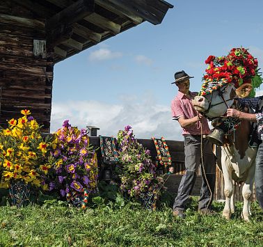 Kuh die mit Blumenkranz geschmückt wird